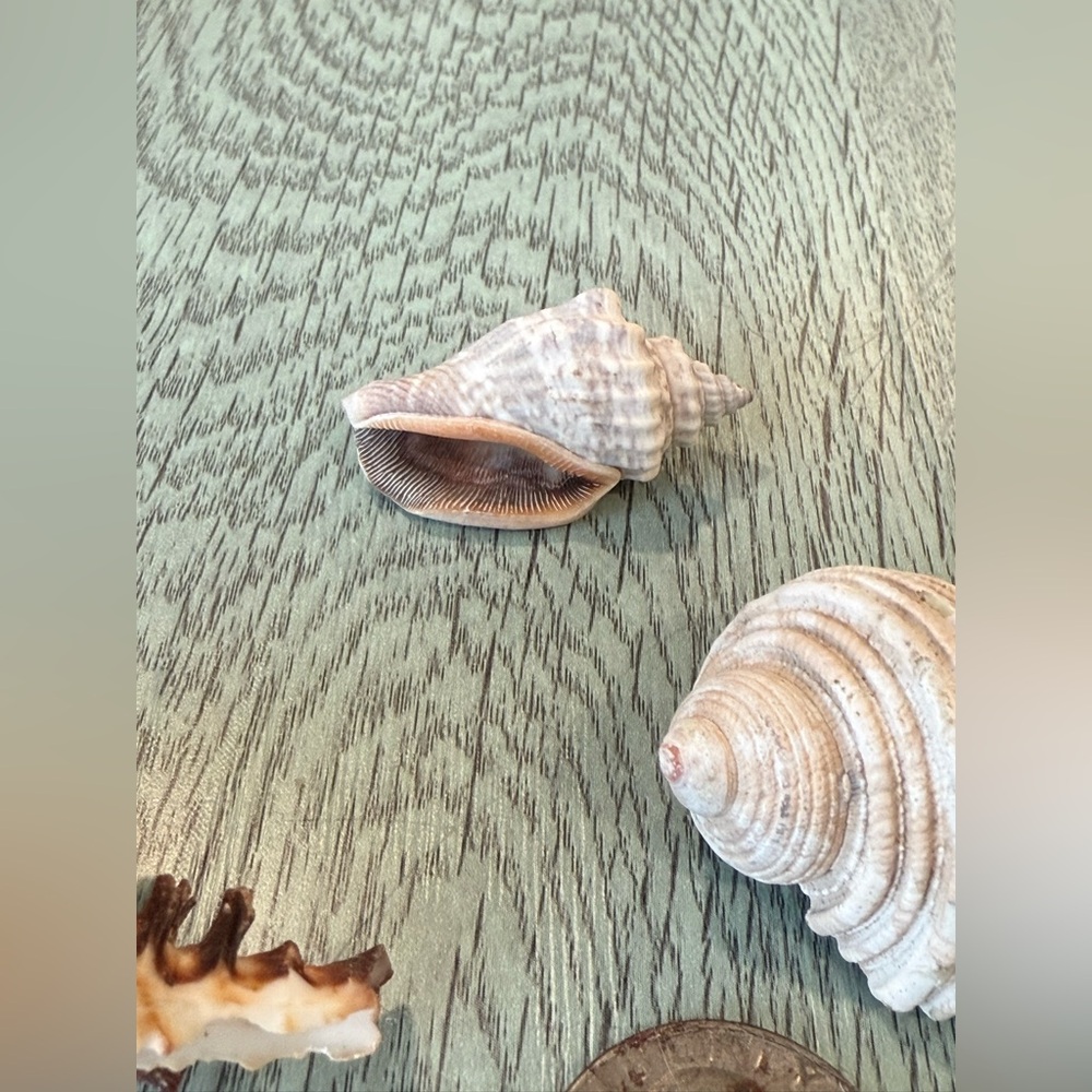 Lot Of 4 Shells Including A Murex Seashell Crafts Decor Shell - Picture 4 of 11